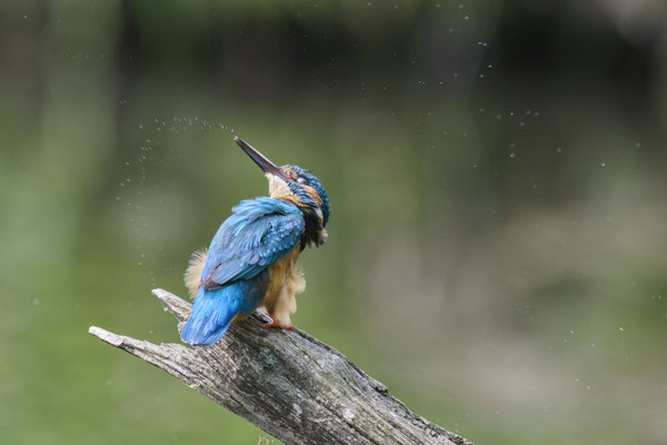 Eisvogel