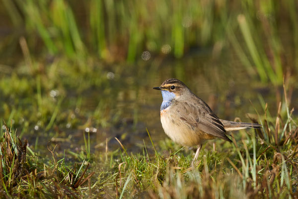 Blaukehlchen