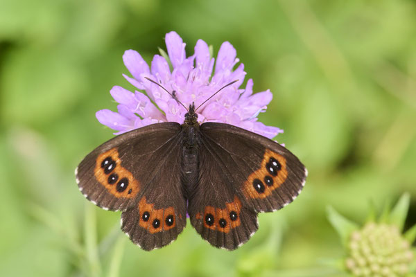 Weißbindiger Mohrenfalter