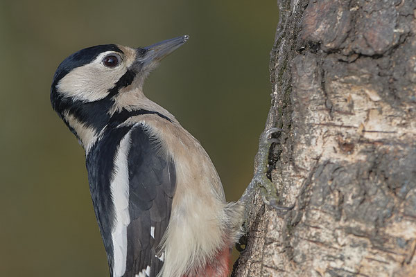 Heute war Spechttag - Buntspecht Weibchen - (22.11.2019)