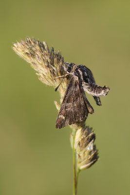 Malven-Dickkopffalter