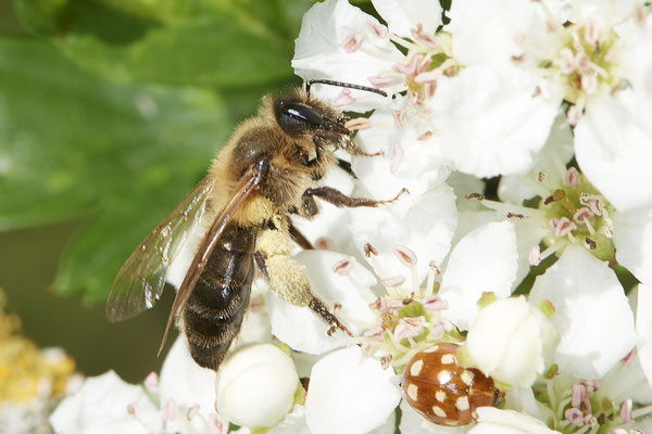 Andrena scotica w - Renaturierte Kiesgruben in Weeze - (13.05.2021)