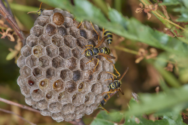 Nr.0850 - Nest 1 - Polistes /  Feldwespe - OB Neue Mitte 2 - 51°29`17.47" 6°53`51.86" - (27.06.2019)