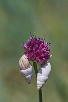 Nr.0027 - Weiße Turmschnecke - Spitzschnecken - Kaiserstuhl - (23.06.2020)
