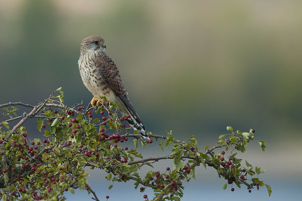 Turmfalke - schöner Ausguck