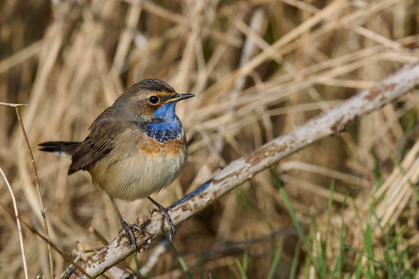 Blaukehlchen