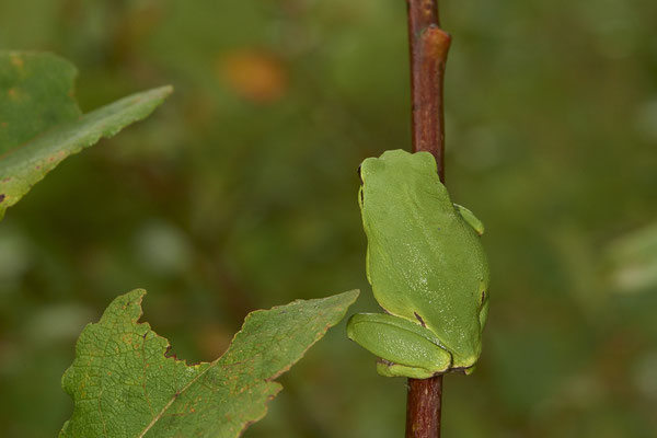 Laubfrosch - (20.08.2021)