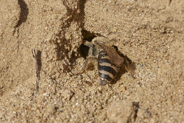 Nr.12/02 - Colletes hederae beim Nest graben - OB Läppkes Mühlenbach (10.10.2018)