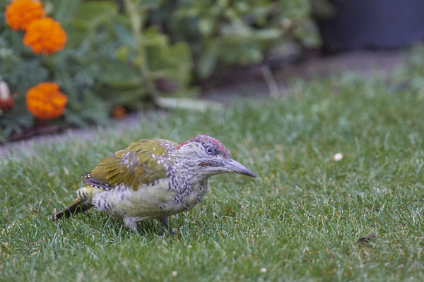 Heute Morgen waren 2 Grünspechte im Garten- Jungvogel - OB Garten - (01.09.2020)