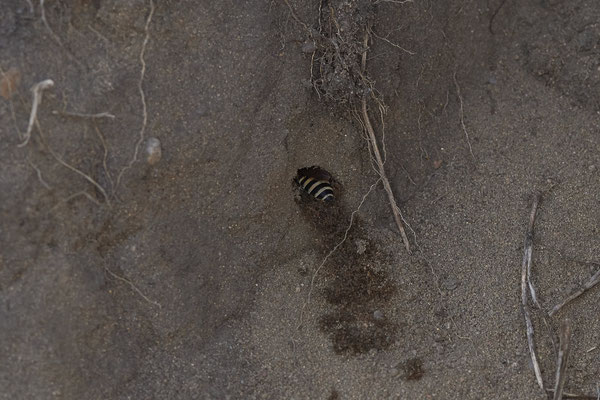 Nr.14/04 - Colletes hederae - Beim graben der Nesthöhle - OB Reinersbachtal: 51.529194, 6.858180 (12.10.2018)