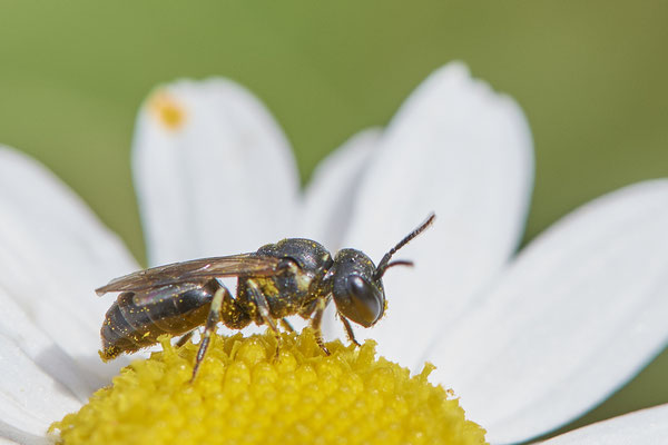 Nr.1118 - Hylaeus dilatatus f - OB Zeche Sterkrade - 51°31`11.24" 6°50`15.70" - (10.08.2019)