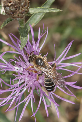 Halictus quadricinctus / Vierbindige Furchenbiene - Dinslaken Emschermündung - (18.08.2020)
