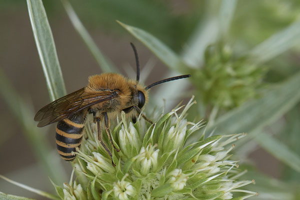 Colletes hederae / Efeu-Seidenbiene - Mehrum Rheinvorland - 51°34`19.93" 6°37`51.41" - (15.08.2020)