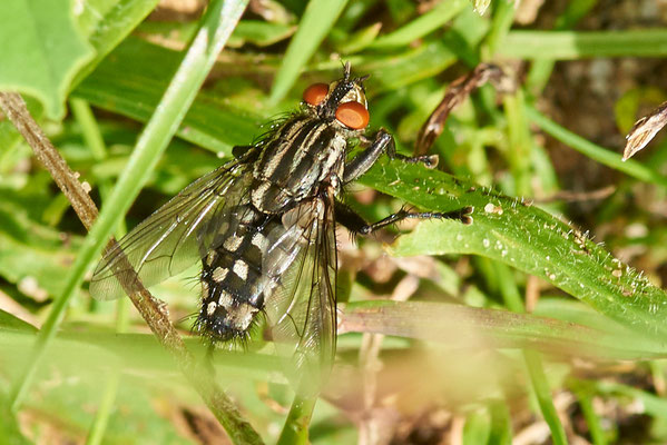 Fleischfliege