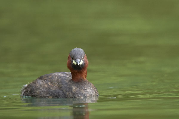 Zwergtaucher