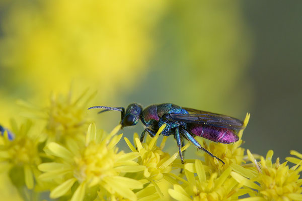 Hedychrum rutilans