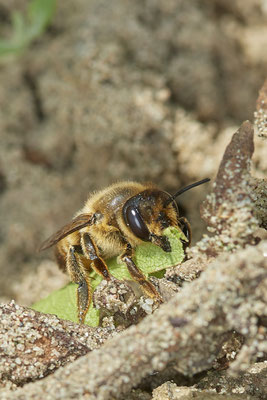 Nr.0712 - Megachile willughbiella / Garten-Blattschneiderbiene - w - OB LMB - 51°29`11.55" 6°53`53.48" - (16.06.2019)