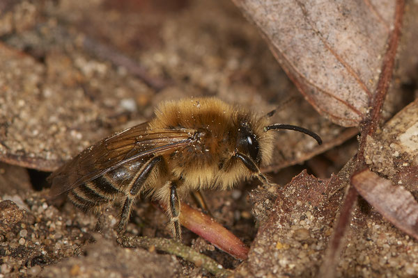 Nr.0070 - Colletes cunicularis - OB - Halde Prosper Haniel - 51°32`48.20" 6°52`34.28" - (28.03.2019)