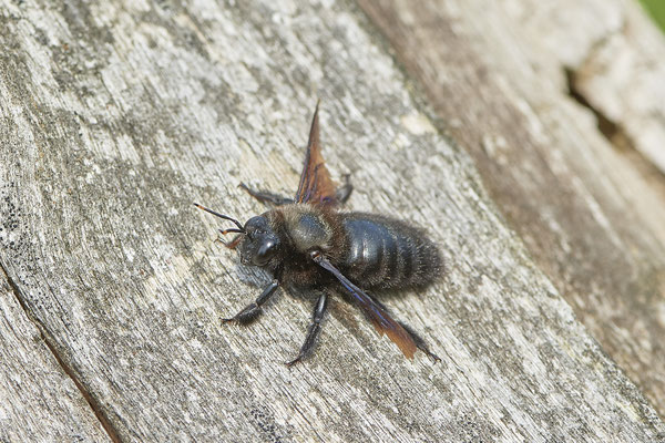 Xylocopa violacea m - Blauschwarze oder Violettflügelige Holzbiene - Nähe Magdeburg - (01.06.2021)