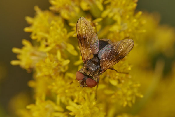 Nr.20/03 - Raupenfliege - Ectophasia oblonga - LMB - (06.11.2018)