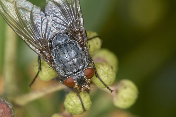 Nr.21-1/08 - Fliege - OB Bottroperstraße Olgapark (08.11.2018)