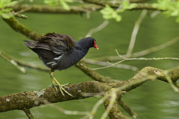 Teichhuhn