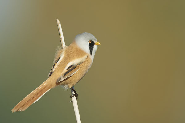 Bartmeise  Männchen