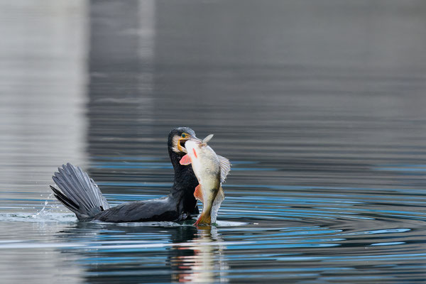 Serie Kormoran - Großer Barsch