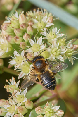 Nr.1196 -  Megachile willughbiella f / Garten-Blattschneiderbiene - WES Rheinbrücke Büdericher Insel - 51°38`40.99" 6°36`30.54" - (21.08.2019)