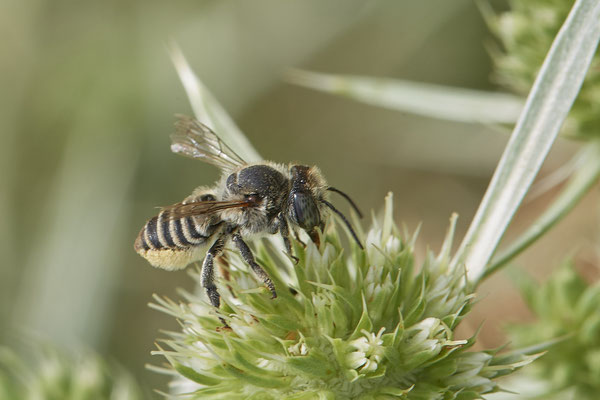 Megachile - Mehrum Rheinvorland - 51°34`19.93" 6°37`51.41" - (15.08.2020)