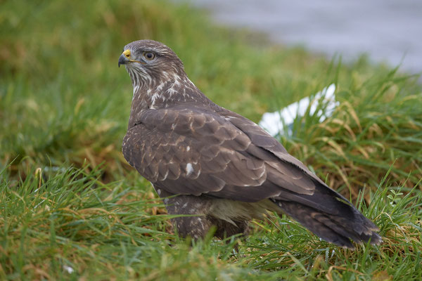 Mäusebussard