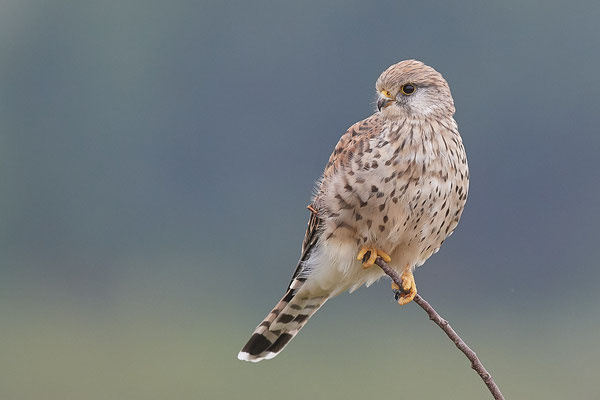 Turmfalke