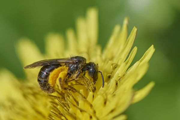 Nr.0558 - Lasioglossum punctatissimum / Furchenbiene - OB Hoag Fahrradtrasse - 51°30`13.64" 6°50`46.65" - (22.05.2019)