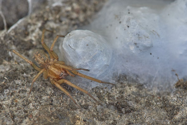 Nr.21-5/02 - Spinne am Nestkokon - OB Brache Emscher - (08.11.2018)