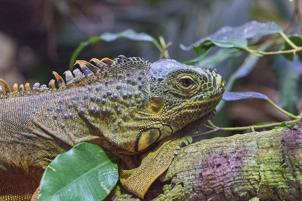 Grüner Leguan - Besuch mit der Fotogruppe Nabu Herne im Terrazoo - (03.08.2019)