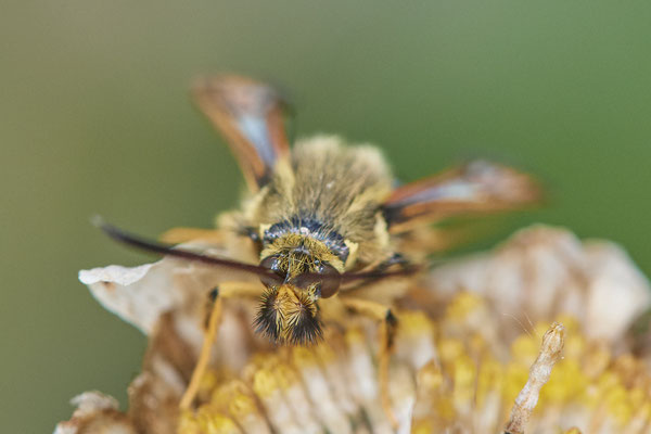 Nr.0940 - Bembecia ichneumoniformis / Hornklee-Glasflügler - OB Knappenviertel Walzenwerk - 51°28`55.66" 6°53`06.08" - (03.07.2019)