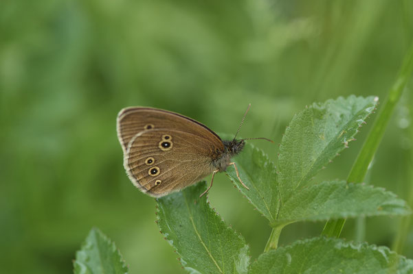 Brauner-Waldvogel - Vom 13.6. bis 20.6.2021 Urlaub im Allgäu