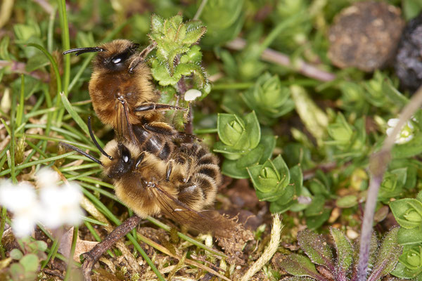 Nr.0087 - Colletes cunicularius - DU - Landschaftspark-Nord - 51°28`59.53" 6°46`57.51" - (29.03.2019)