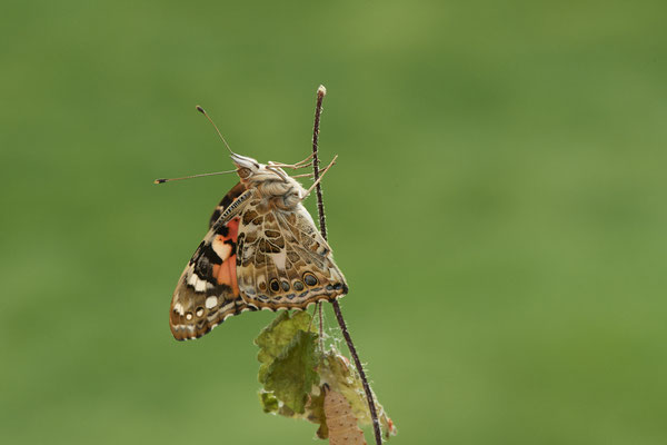 Distelfalter