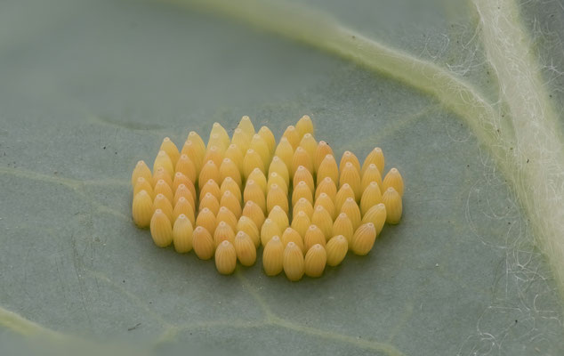Im Garten hat der Große Kohlweißling ein Eierpaket an einem Kohlrabiblatt abgelegt - Die Fläche ist 5 x 7 mm groß - (26.08.2022)