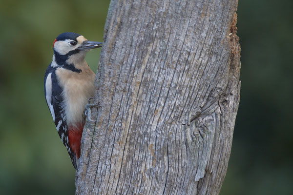 Buntspecht im Garten