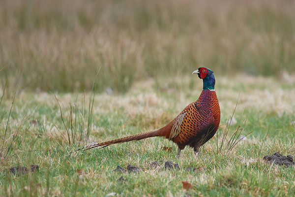 Jagdfasan