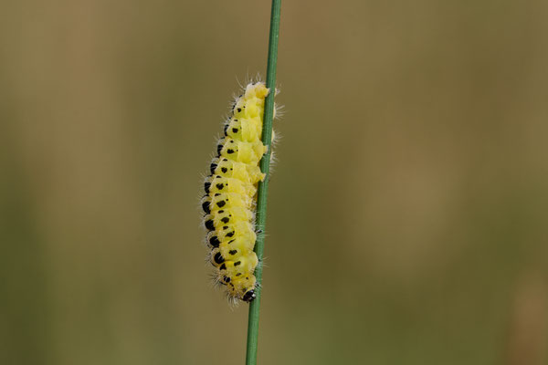 Raupe vom Sechsfleck-Widderchen