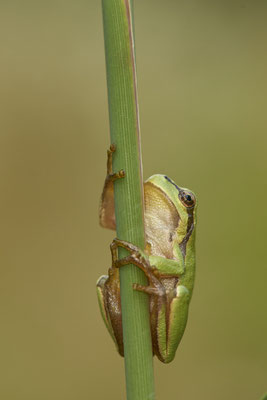 Laubfrosch - (07.08.2021)