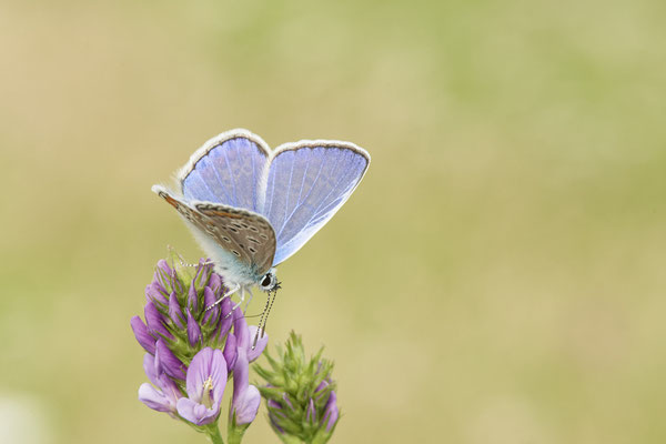 Hauchel-Bläuling - Rheindeich DIN Emschermündung - (21.07.2021)