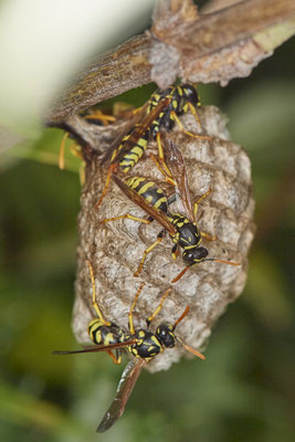 Nr.0869 - Polistes Nest 3 - später - OB LMB - 51°29`11.55" 6°53`53.48" - (27.06.2019)