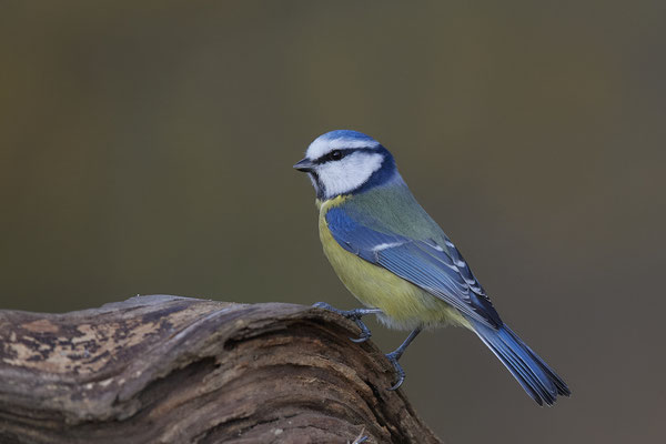 Blaumeise - (22.11.2019)