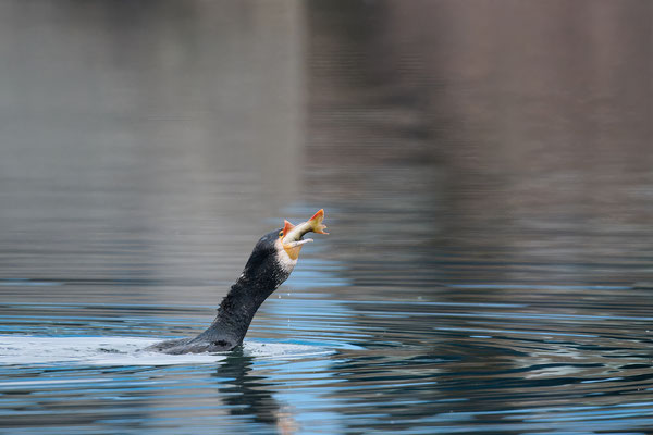 Serie Kormoran - Großer Barsch