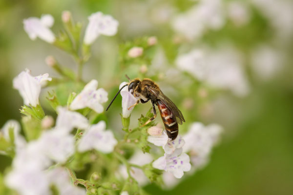 Lasioglossum calceatum