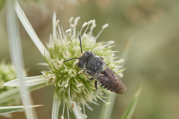Coelioxys afra - Kegelbiene - Dinslaken Emschermündung - 51°33`56.26" 6°41`27.74" - (13.08.2020) - Rote Liste: Kategorie 3: Gefährdet